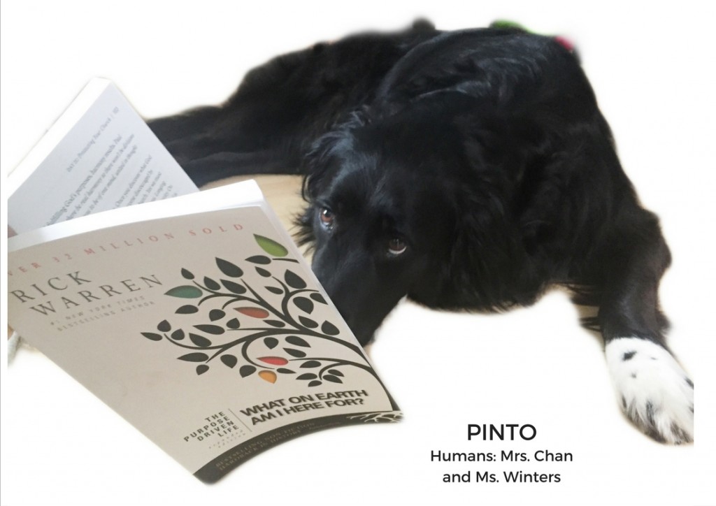 Poor Pinto is looking for some directions in life... Pinto Humans:  The Winters Sisters (Mrs. Chan and Ms. Winters)